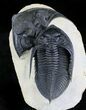 Beautiful Zlichovaspis Trilobite Next To Giant Head #24595-2